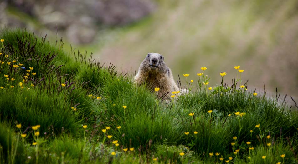 camping randonnées barcelonnette