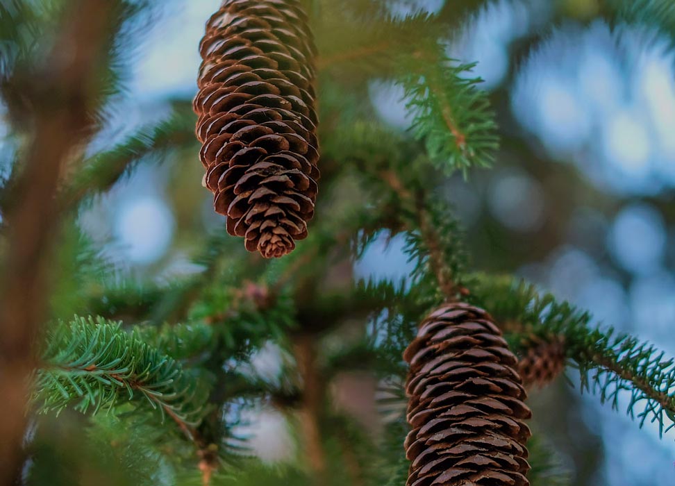nature barcelonnette