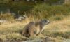 MARMOTTE-rioclar-chalet-marmotte-montagne